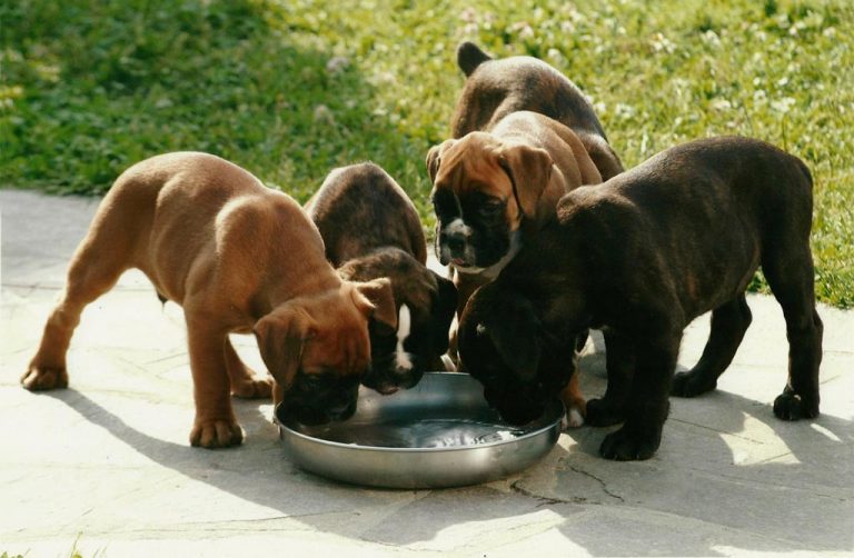 cuccioli di boxer che mangiano crocchette per cani FEED-0