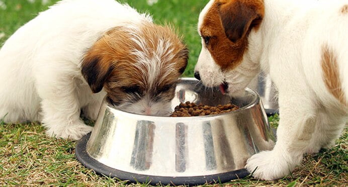 meglio cibo per cani umido o secco