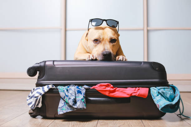 cane pronto per viaggiare