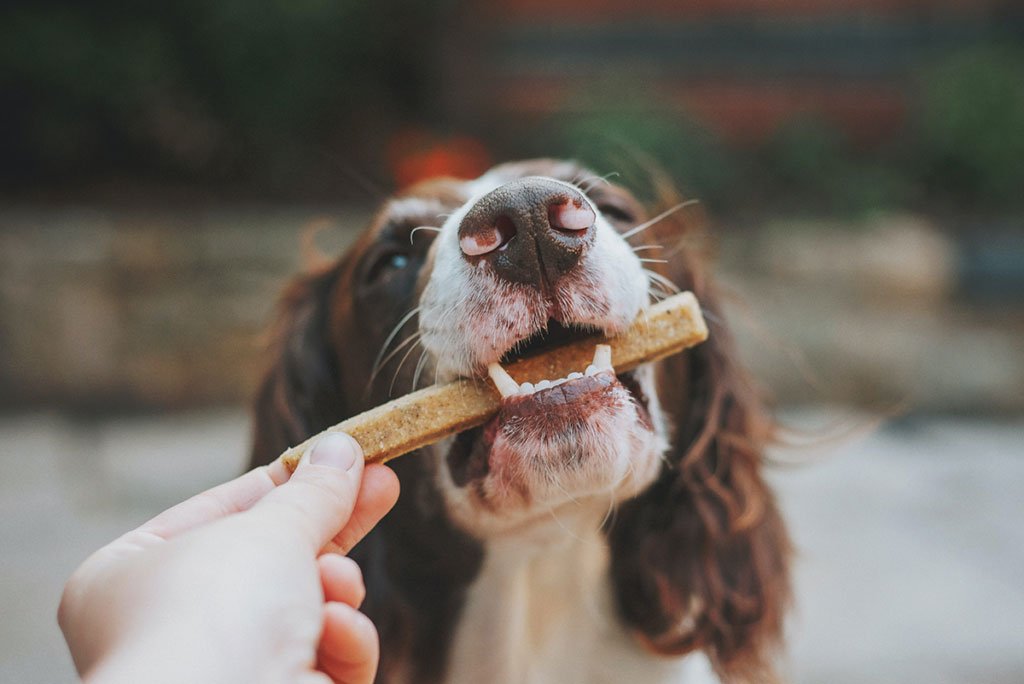 cane che mangia snack
